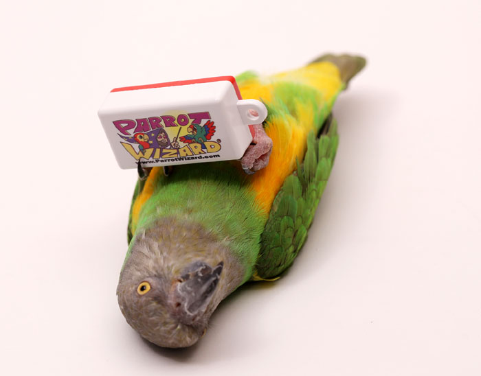 Parrot Wizard Clicker