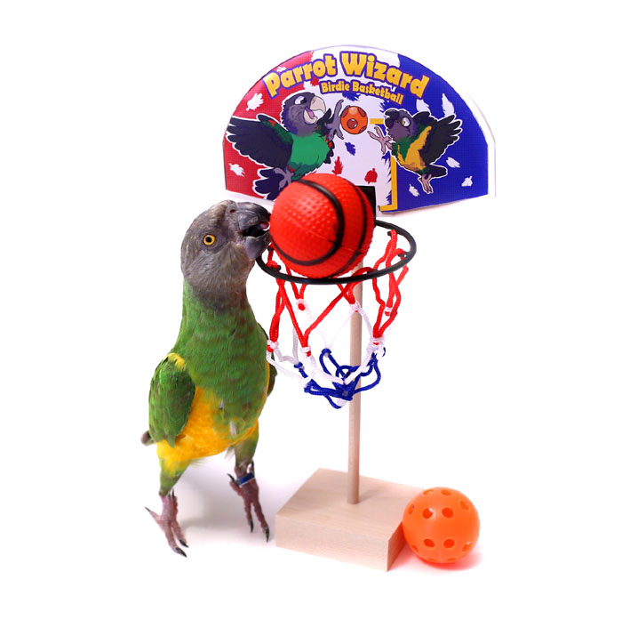 Parrot Playing Basketball