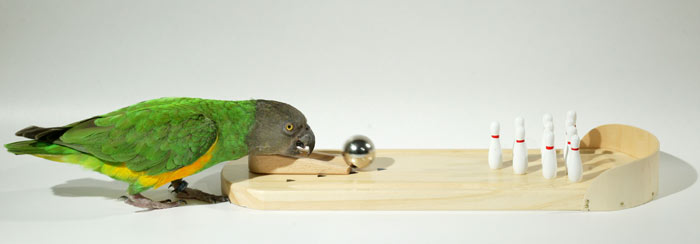 Parrot Wizard - Scale for Weighing Parrots for Trick Training