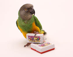 Parrot Wizard Clicker