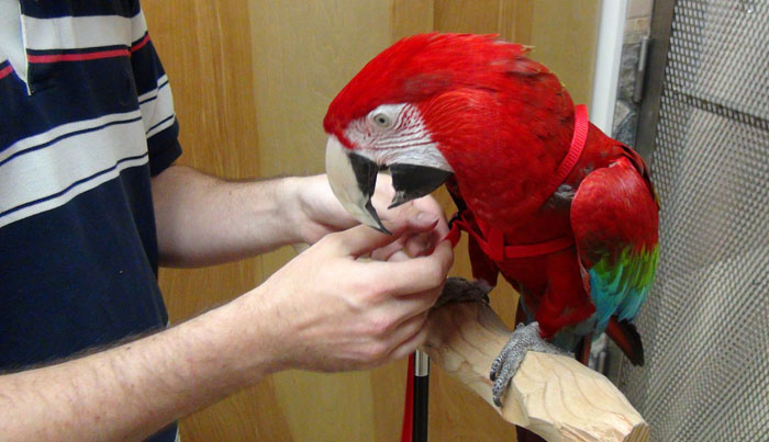 Macaw putting on harness