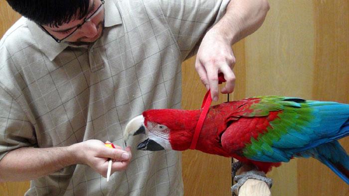 Harness Training Macaw