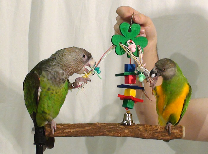 Parrots play with Shamrock Parrot Toy