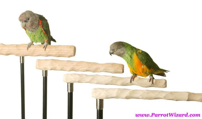 Perches for Parrots - Parrot Wizard NU Perch