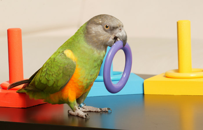 Parrot Ring Toss Game - Training Prop **FREE SHIPPING** | eBay