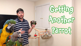 Getting Another Parrot - Good Idea or Not?