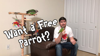 Want a Free Parrot?