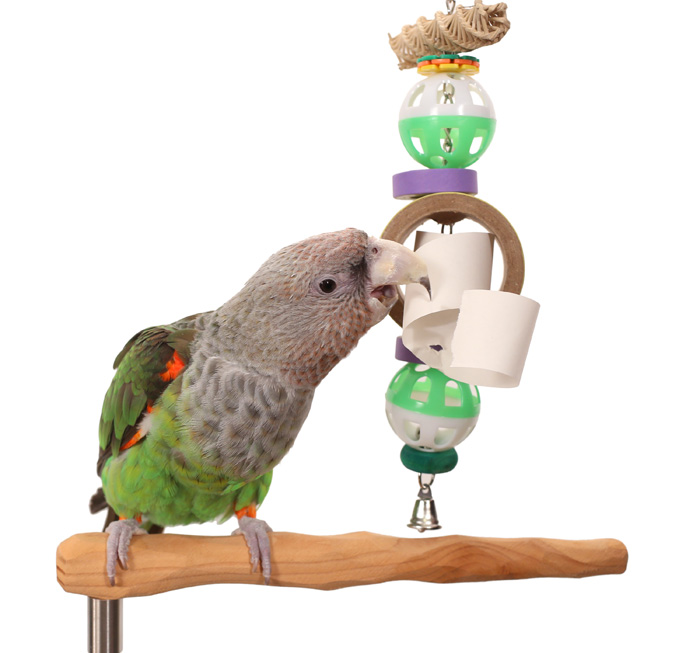 Cape Parrot Playing with Paper Rope Shredder Toy