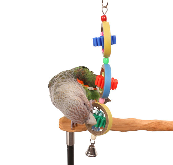 Cape Parrot playing with Rainbow Cogs Toy