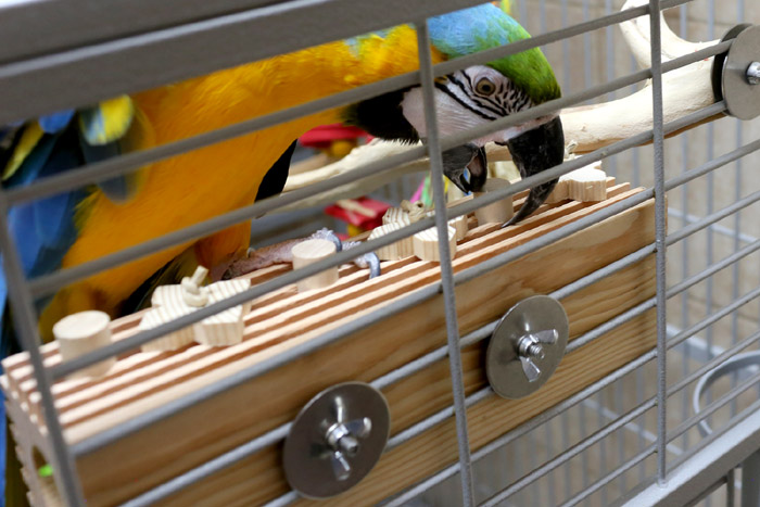 Woodland Parrot Activity Block Bolt Onto Cage