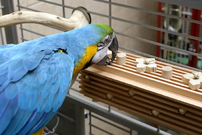 Woodland Parrot Activity Block Macaw Playing