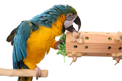 Blue and Gold Macaw playing with Activity Forager Large Bolt On Foraging Toy