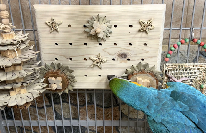 Blue and Gold Macaw playing with Advent Calendard Foraging Toy in Cage