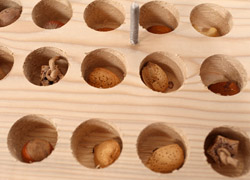 Loading nuts into Parrot Advent Calendar Foraging Toy