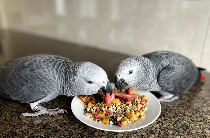 Natural Pellet Blend for African Greys and Poicephalus