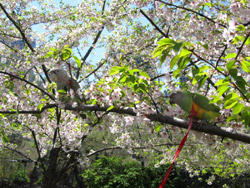 Parrots wearing harnesses at the park