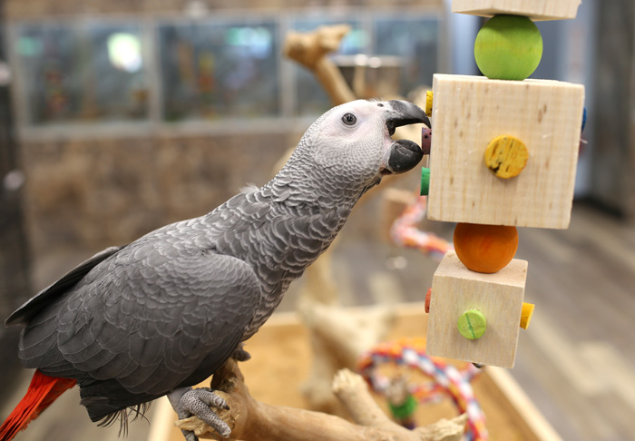 African Grey with Balsa Dice Medium Parrot Toy