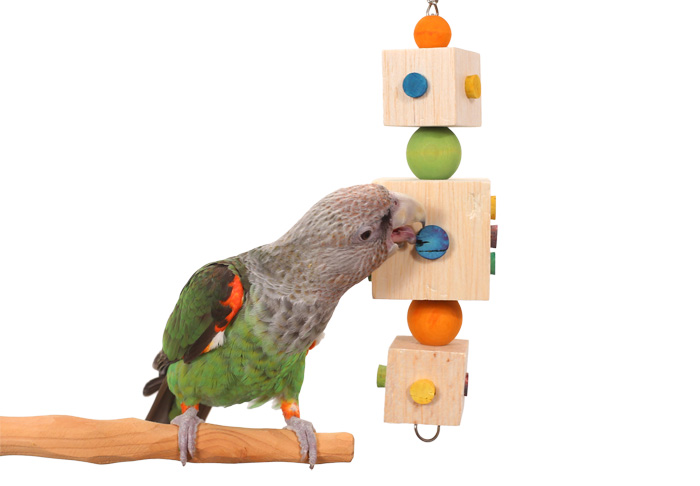 Cape Parrot with Medium Balsa Dice Parrot Toy