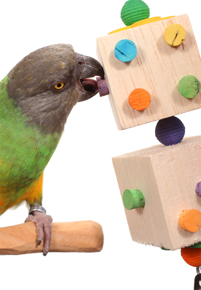 Senegal Parrot playing with Balsa Dice Toy