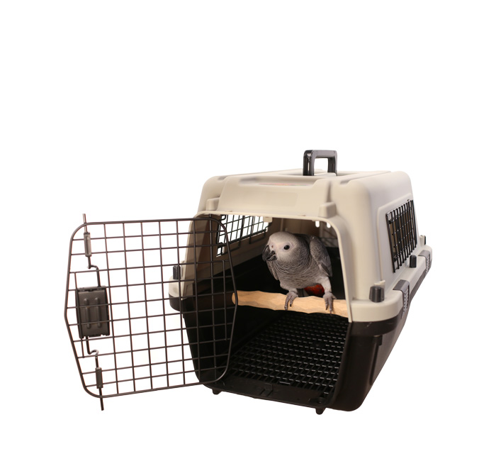 Congo African Grey Parrot inside Parrot Wizard Bird Carrier Medium