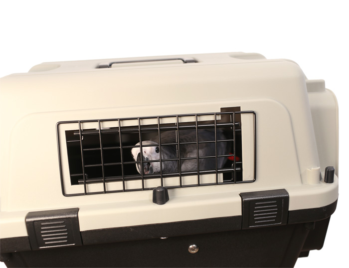 Side view of African Grey inside Parrot Wizard Bird Carrier Medium