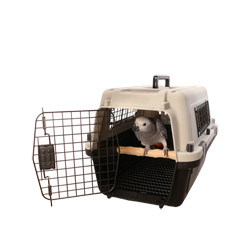 Congo African Grey Parrot inside Parrot Wizard Bird Carrier Medium