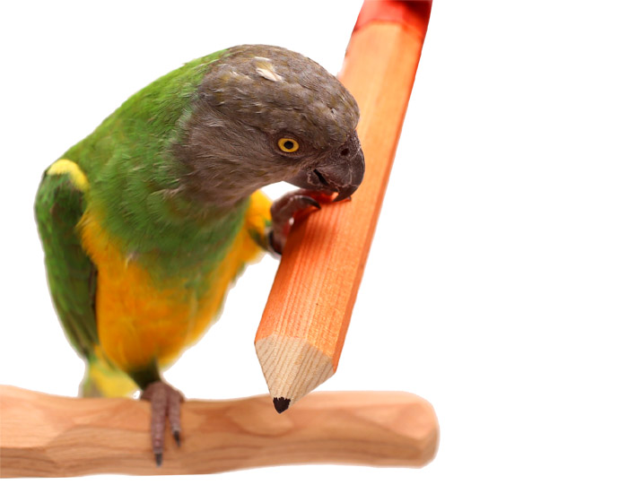 Senegal Parrot with Medium Bird Pencil Toy