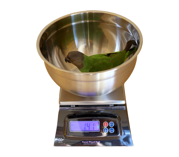 Weighing a Senegal Parrot on Professional Bowl Scale