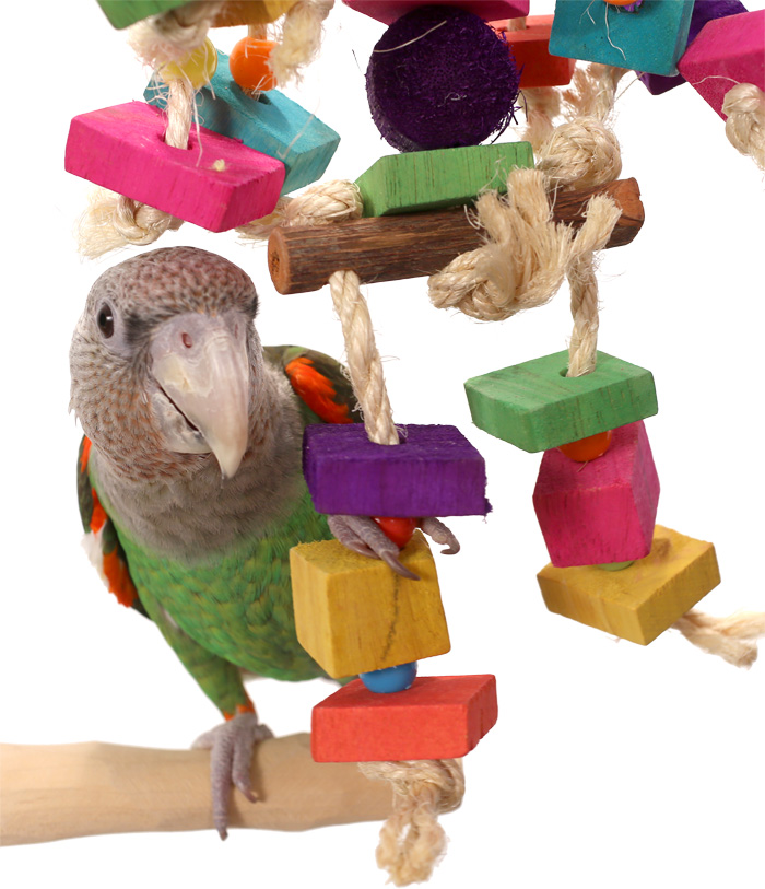 Cape Parrot playing with Candy Man Medium Parrot Toy