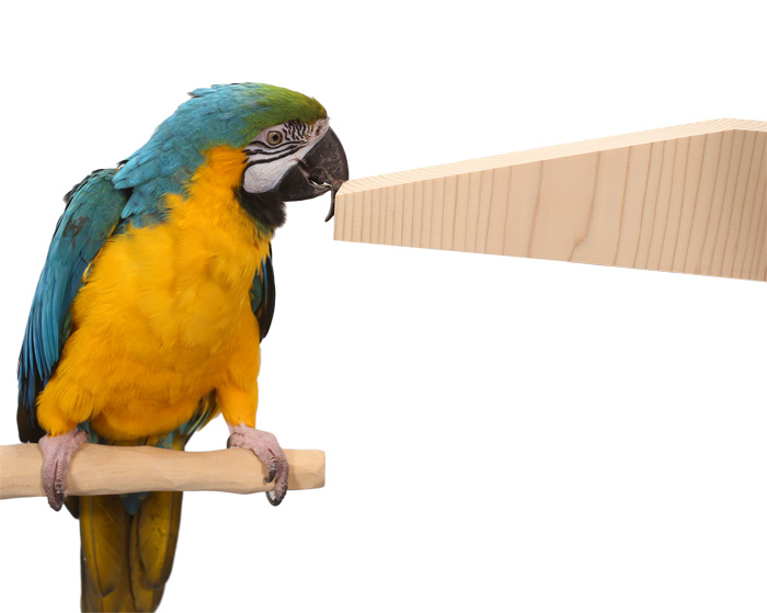 Blue and Gold Macaw with Parrot Chew Stix G The Slant