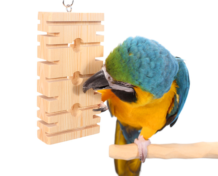 Blue and Gold Macaw playing with Chomp Block Medium