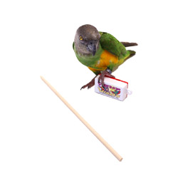 Parrot with Clicker and Target Stick