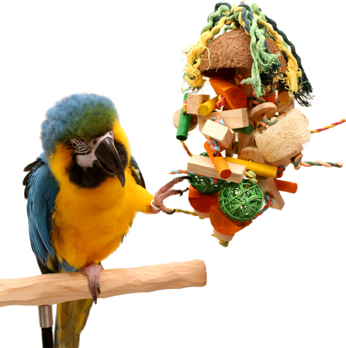 Macaw with Coco Toy