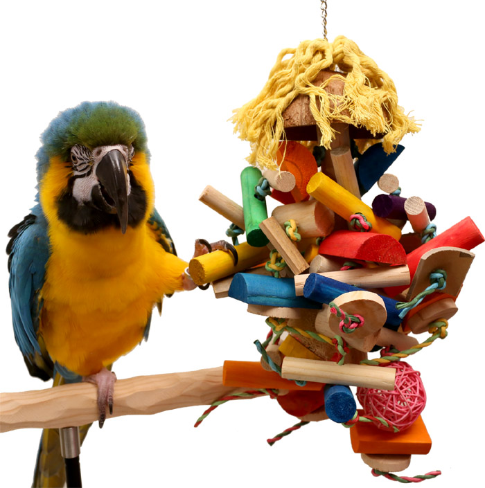 Macaw with Coco Paradise Toy