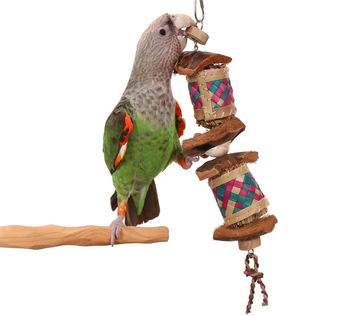 Cape Parrot playing with Coconut Burger Medium Toy