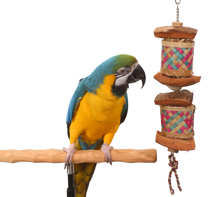 Blue and Gold Macaw with Coconut Burger Large Toy