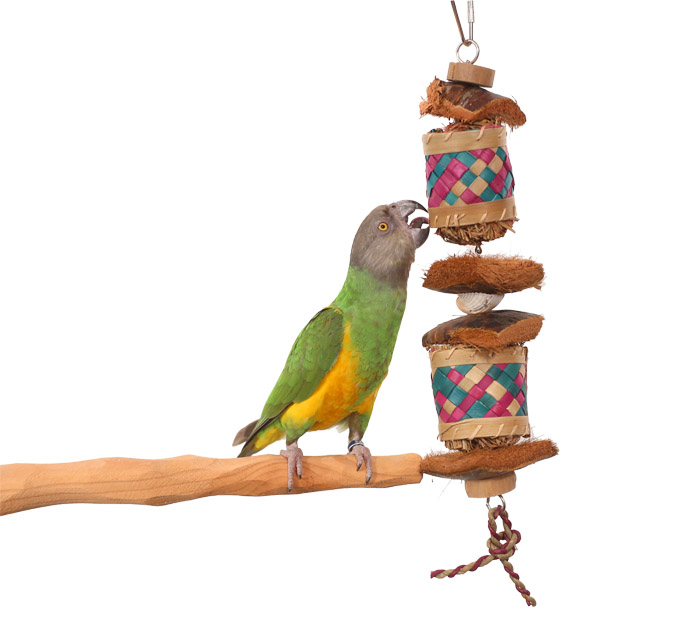 Senegal Parrot playing with Coconut Burger Medium Toy