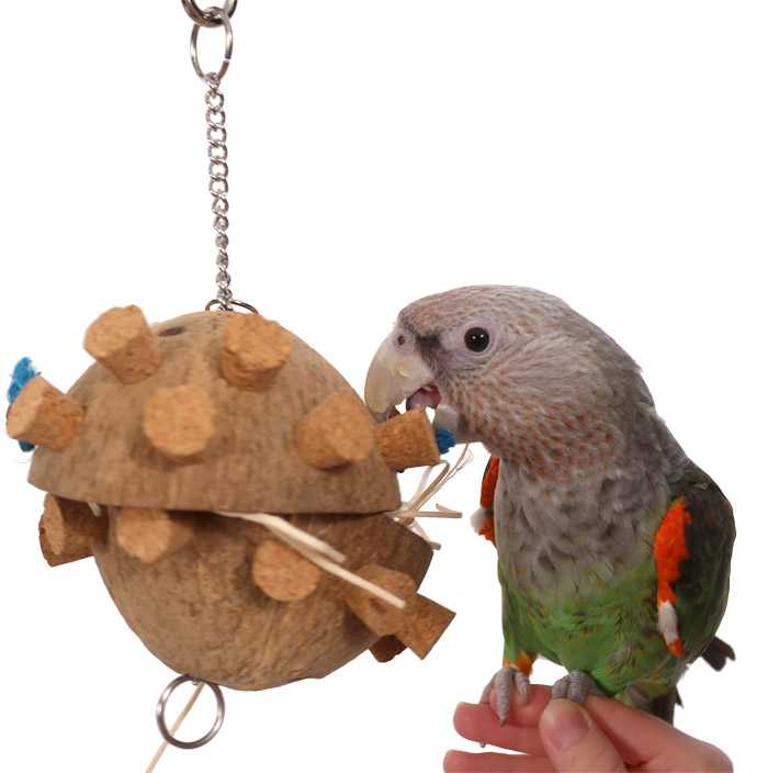 Cape Parrot playing with Coconut Forager Toy