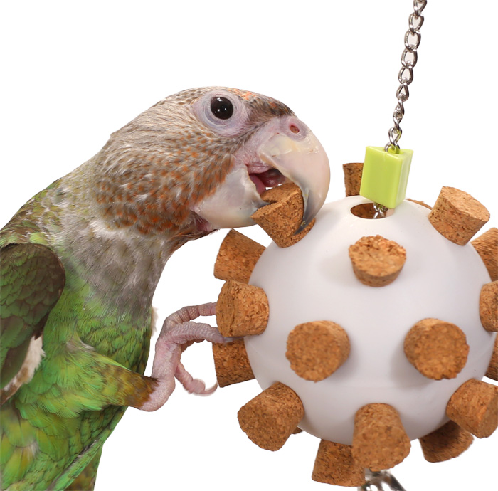 Cape Parrot shredding cork on Cork Orb Medium Parrot Toy