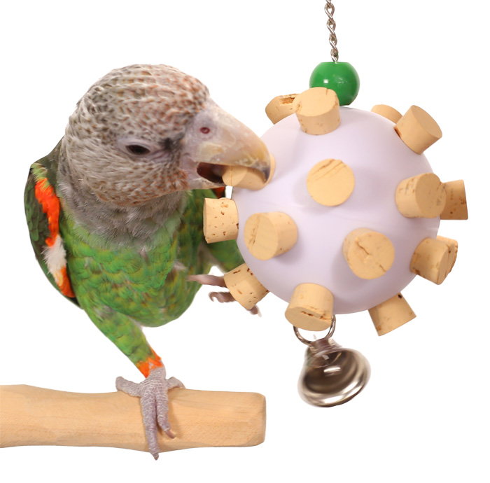 Cape Parrot playing with Cork Orb Medium Parrot Toy