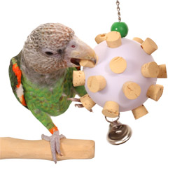 Cape Parrot playing with Cork Orb Medium Parrot Toy