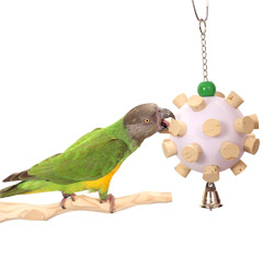 Senegal Parrot playing with Cork Orb Medium Parrot Toy