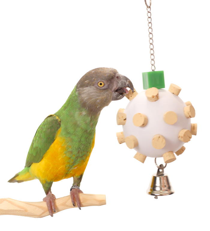 Senegal Parrot playing with Cork Orb Small Parrot Toy