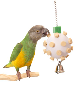Senegal Parrot playing with Cork Orb Small Parrot Toy