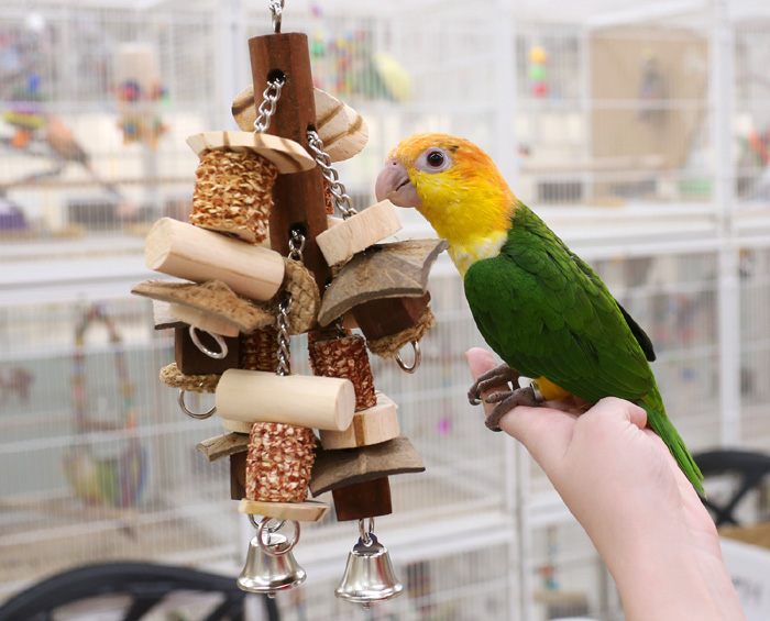 Caique playing with Medium Corn Maze Toy