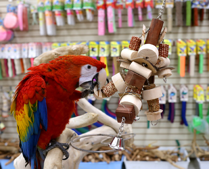 Scarlet Macaw playing with Large Corn Maze Toy