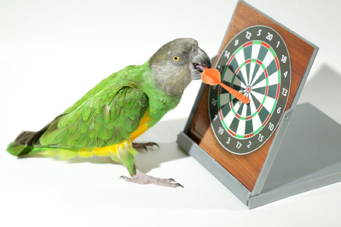 Parrot Playing Darts