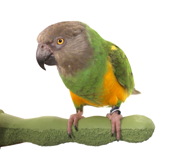 Economy Grooming Perch Small with Senegal Parrot