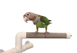 Cape Parrot on Large Economy Shower Perch