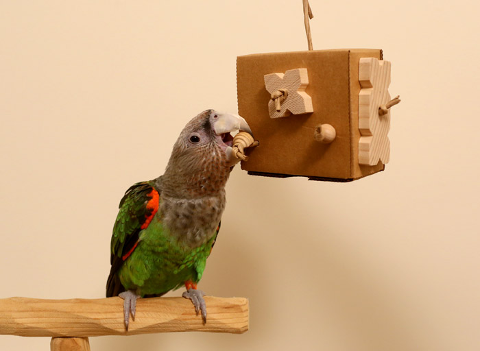 Woodland Parrot Enrichment Box with Cape Parrot